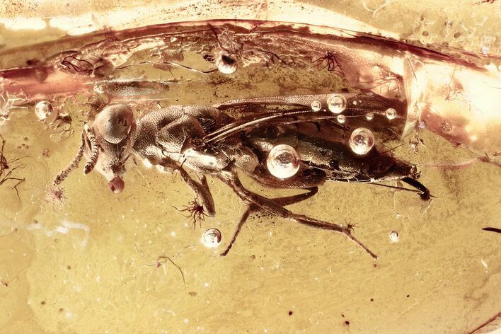 Detailed Fossil Parasitoid Wasp (Pteromalidae) In Baltic Amber #367443